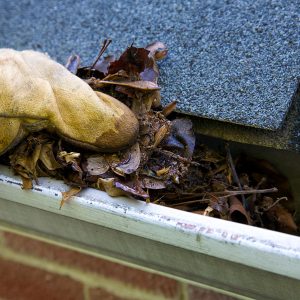 A fall tradition - cleaning the gutters of leaves. Here we see them clogging the gutters of a traditional home. Could be used for advertising/clean up articles/etc. Narrow DOF