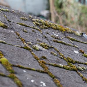 Green moss and algae on slate roof tiles